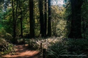 bosque, bosque plantado, árboles, reforestación, Más Colombia
