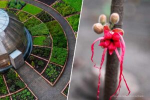 Jardín Botánico de Bogotá, flor, planta amazónica, herrania purpúrea,Más Colombia