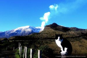 nevado del ruiz, montaña, gatito, gato sobre cerca, Más Colombia