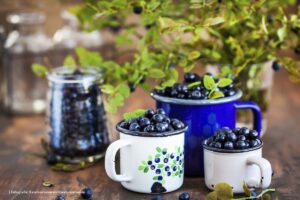 arándanos, bluberries, arándanos azules, cosecha de arándanos azules, Más Colombia