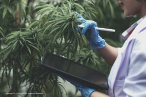 científico, planta de cannabis, cannabis regulado, cannabis medicinal, cultivo de cannabis, uso medicinal de cannabis, exportaciones de cannabis, Más Colombia