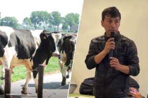 vacas lecheras, leche colombiana, Richard Fuelantala, Dignidad Ganadera, Más Colombia