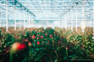 cultivo de rosas, invernadero, invernadero de rosas, rosas de exportación, Más Colombia