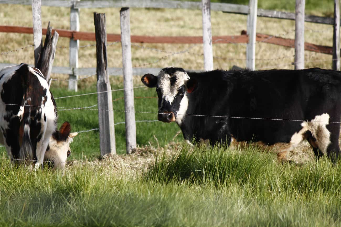 La sombría situación de los lecheros de Nariño, más allá de la buena noticia de Alquería 1 Vacas, Ganado, Ganadería, Lecheros de Nariño, Más Colombia, Producción de leche,