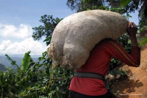 Café en Colombia, cafeteros de Colombia, cafeteros en Colombia, bulto de café, hombre cargando bulto de café, cultivo de café, Más Colombia