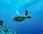 blue bonds, oceans, ocean, marine ecosystem, Galápagos, turtle, Más Colombia