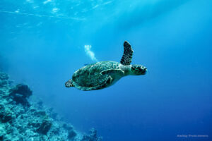 blue bonds, oceans, ocean, marine ecosystem, Galápagos, turtle, Más Colombia