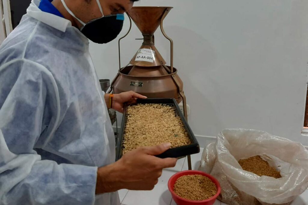 buenas noticias para el arroz en colombia industria logro nueva variedad ofrece menos malezas y mas resistencia contra plagas 1