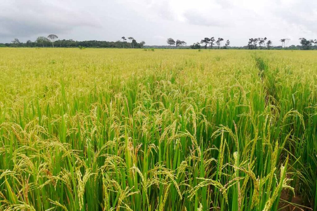 buenas noticias para el arroz en colombia industria logro nueva variedad ofrece menos malezas y mas resistencia contra plagas 2