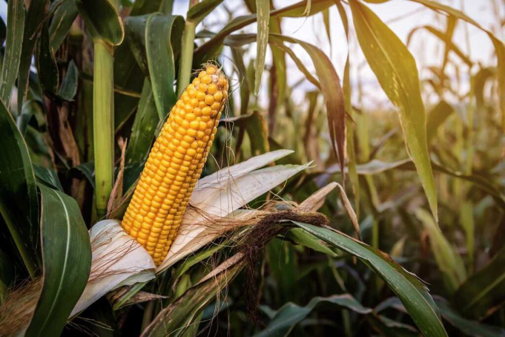 Mercado de materias primas: un panorama actualizado para inversores colombianos 3 mercado de materias primas un panorama actualizado para inversores colombianos 2