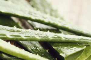 sábila, aloe vera, hidrogel, áloe, Más Colombia