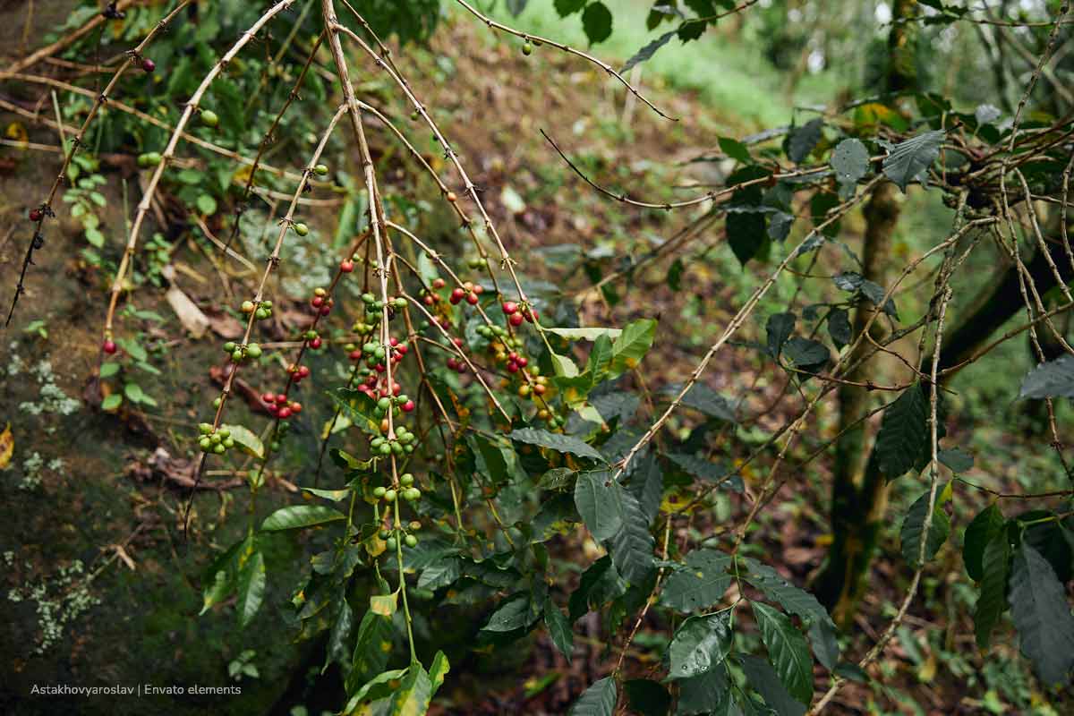 Federación Nacional de Cafeteros, cultivo de café, arbusto de café, granos de café, Más Colombia