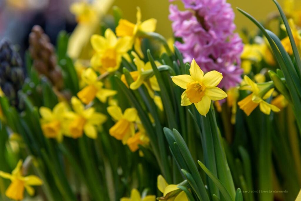 Birth Month Flowers and Their Symbolic Meanings 22 birth month flowers 21 1