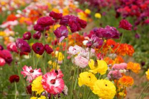 flowers in a field, colorful flowers, Más Colombia