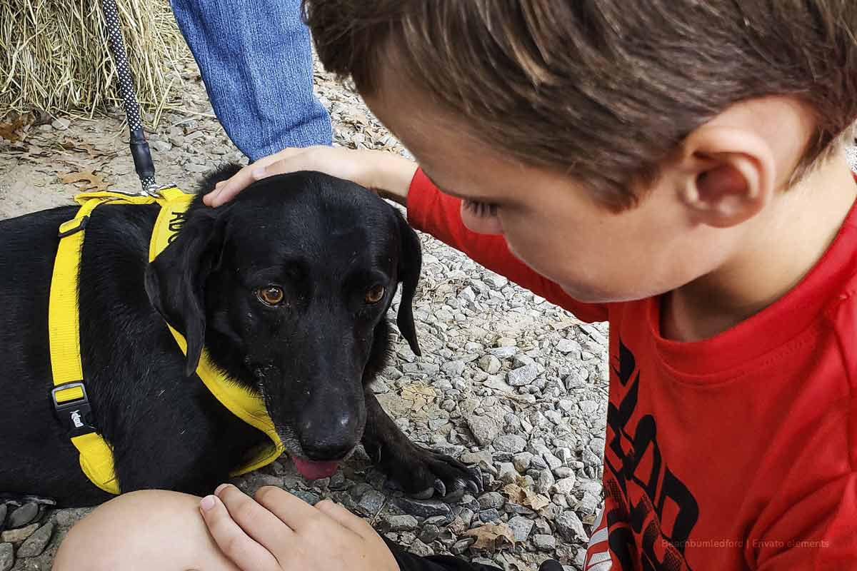 Adoptar una mascota, Jornadas de adopción, perrito, perro adoptado, niño con perro, Más Colombia