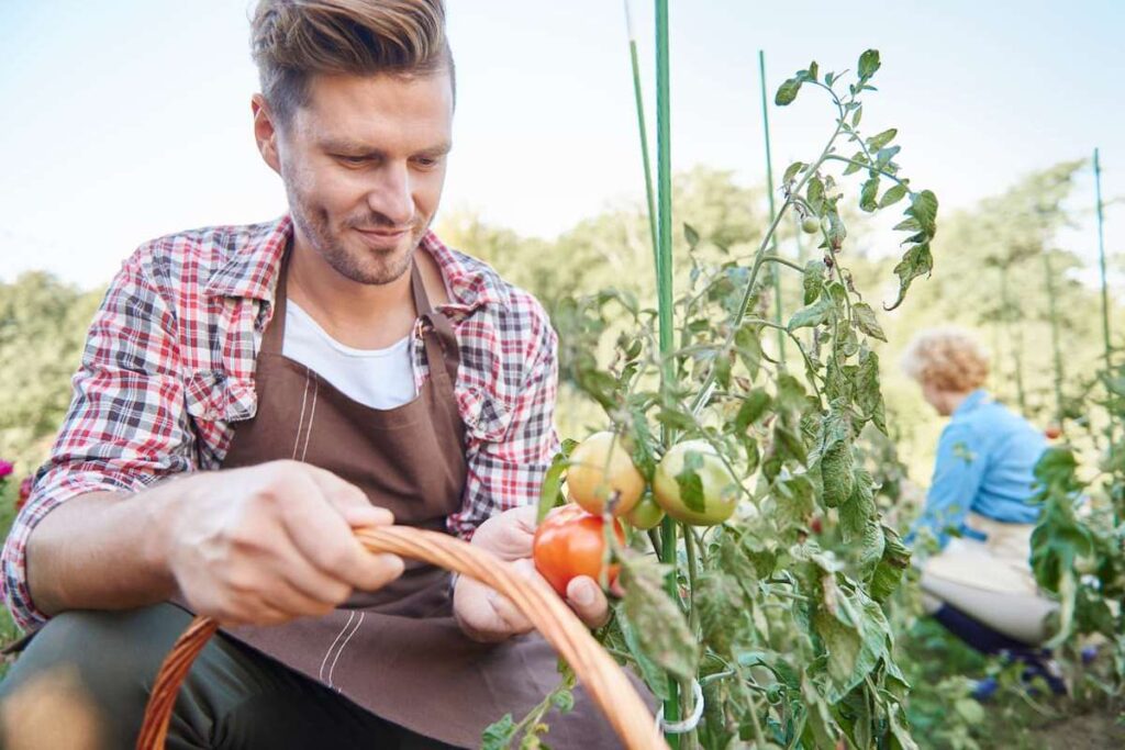 how to grow tomatoes 2