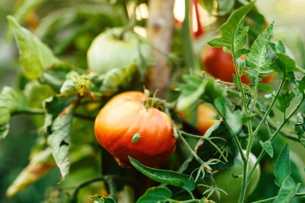 how to grow tomatoes 3