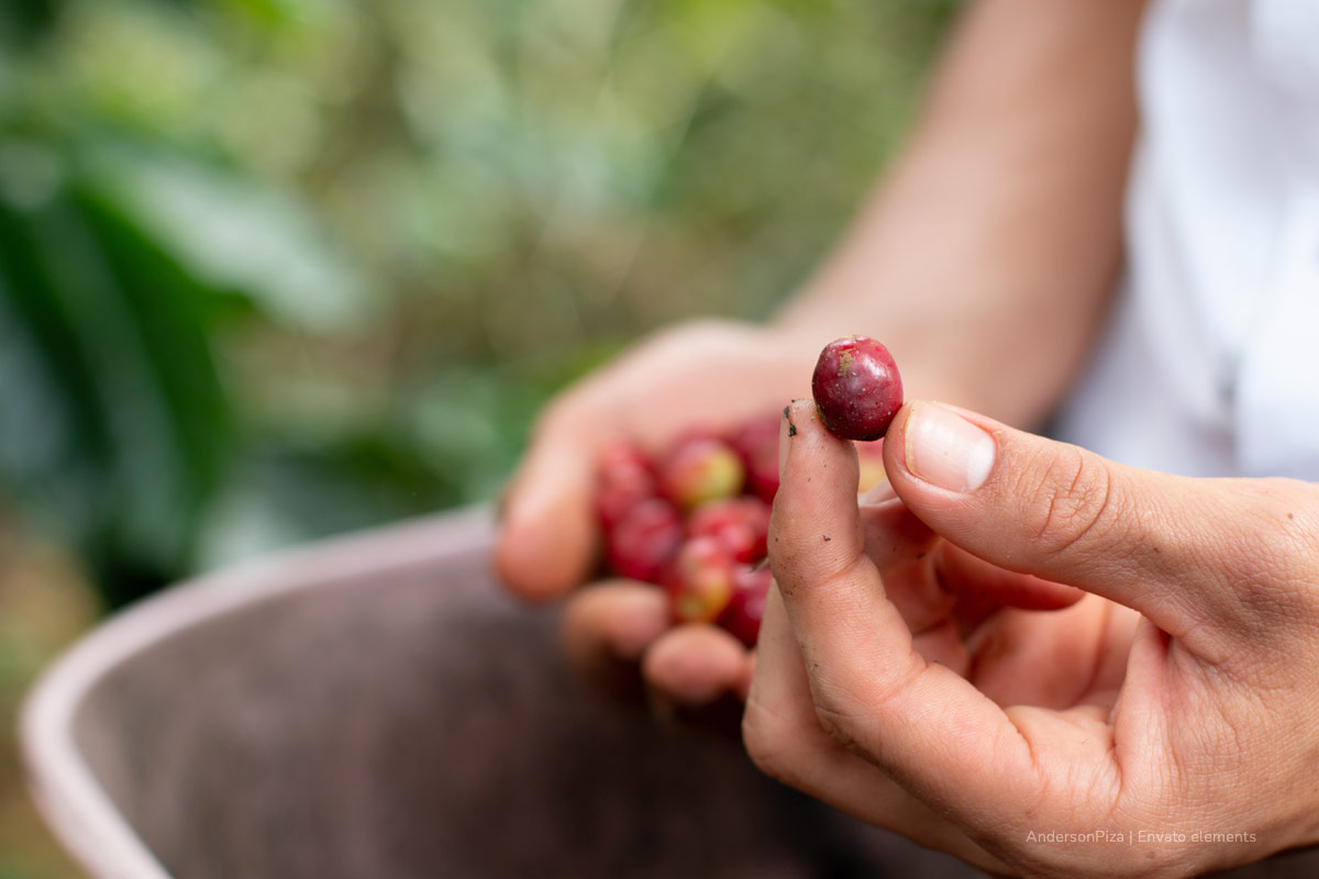 café, cultivo de café, grano de café, cultivador de café, caficultor, Más Colombia