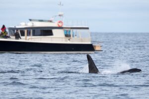 orca, boat, Más Colombia