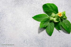 potential health benefits of ashwagandha, Más Colombia
