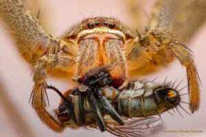 the biggest spiders in the world, Más Colombia