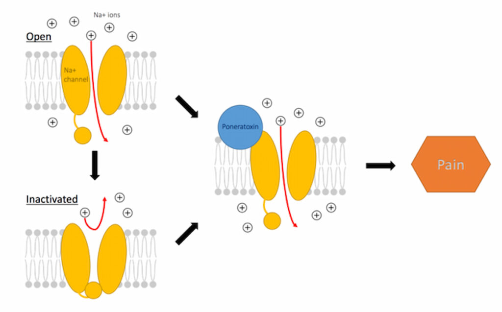 The bullet ant: 5 Facts About the Insect with the World’s Most Painful Sting 2 the bullet ant 1