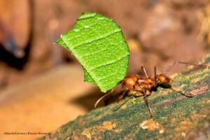the bullet ant, hormiga, Más Colombia