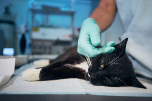 Hospital veterinario, atnción médica a mascotas, atención médica a gato, gato negro, Más Colombia