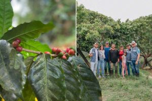 cafés especiales, aprokafés, asociación de cafeteros, cafeteros de Colombia, cultivo de café, café de Colombia, Más Colombia