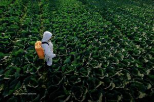 Abonos en Colombia, fertilización, campo, agricultura, Más Colombia