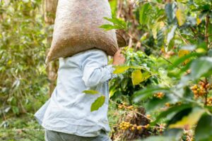 crisis cafetera, cafetero, cultivo de café, caficultor, Más Colombia