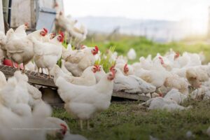 bienestar animal, avicultura, gallinas, pollos, Más Colombia