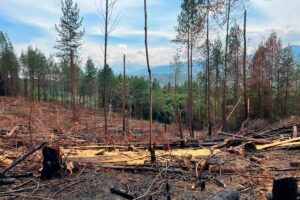 seguridad en el campo, bosque quemado, deforestación, bosque colombiano, Más Colombia