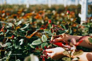 diversificación de las exportaciones colombianas, rosas, cultivo de rosas, manos, Exportaciones de Colombia, Más Colombia