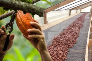 cultivo de cacao, cacao colombiano, cacao de exportación, el exportador de la semana, Más Colombia