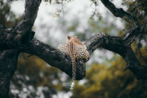 leopard, tree, Más Colombia