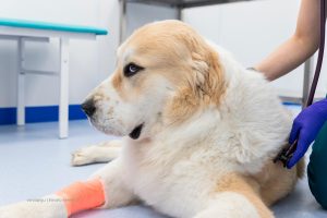 fin de ano en el veterinario alimentos toxicos para perros