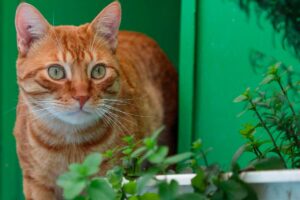 jornada de adopción de mascotas, navidad zoolidaria, gato, mascota, plantas, Más Colombia