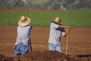 sector agropecuario, agricultores, siembra, cultivo, campo, Más Colombia