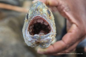 Vertido de pellets, pez con microplásticos, Más Colombia