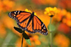 mariposa monarca, Más Colombia