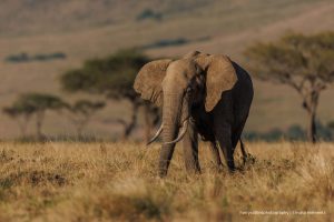 África, elefante, Más Colombia
