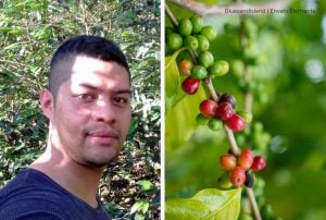 Café, Café de Colombia, Caficultura, Más Colombia