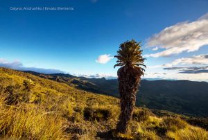 Páramo de Santurbán, Más Colkombia, Extracción de oro, CIADI