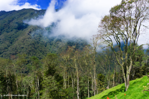 Bosques colombianos, biodiversidad, Más Colombia