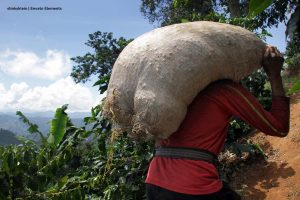 cafeteros colombianos, cafeteros de colombia, cultivo de café, Más Colombia