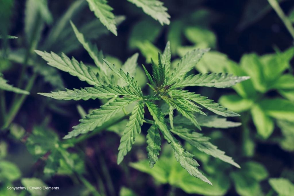 En el cannabis medicinal el Gobierno va a paso lento 4 cannabis medicinal, Más Colombia