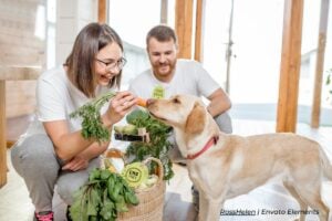Alimentación natural para mascotas, perro, vegetales, Más Colombia