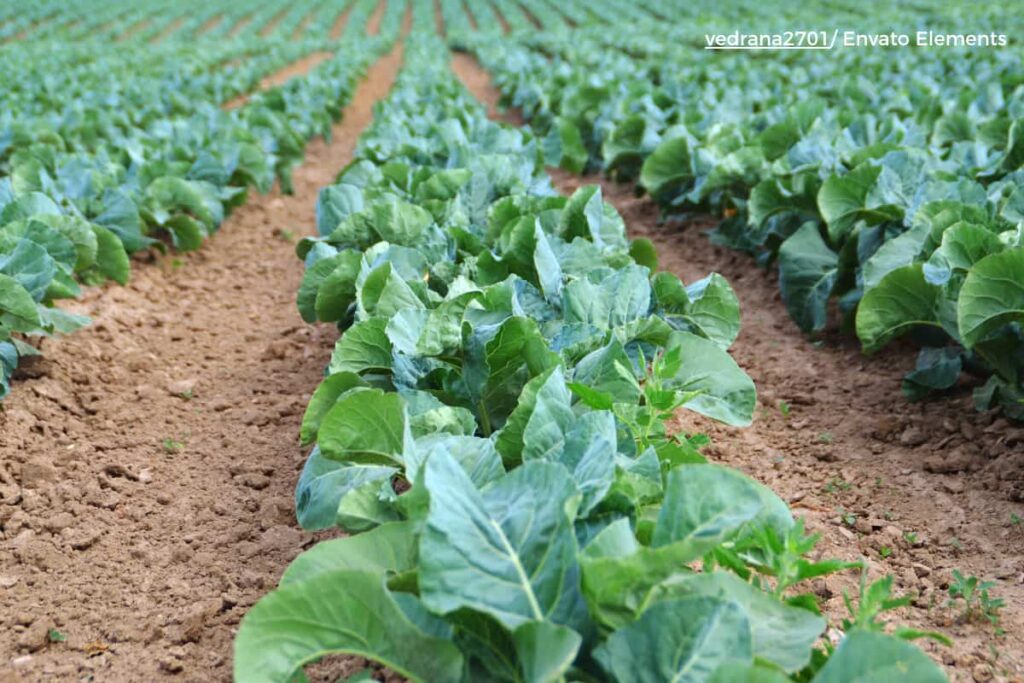 cursos gratis de la fao 1