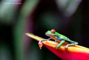 Tesoros escondidos de Sudamérica, Amazonas, Más Colombia